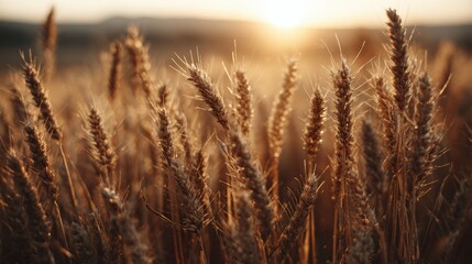 Naklejka premium Golden Wheat Stalks Sway Gently in the Warm Glow of Sunset, Capturing the Essence of Harvest Season in a Vast Field