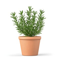 A vibrant rosemary plant in a simple terracotta pot, perfect for enhancing any kitchen or garden setting.
