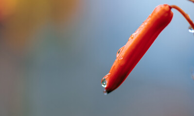 red chili pepper