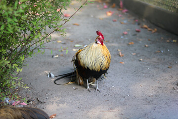 Colorful rooster in a garden setting