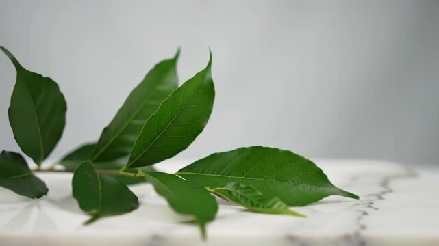 Leaf detail on a marble surface against gray background studio shot