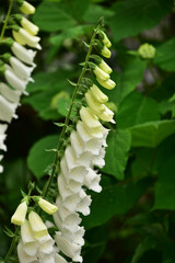 初夏の庭のジギタリス