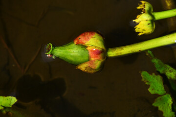 コウホネの花後