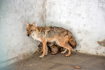 Jackal | Baby Jackal