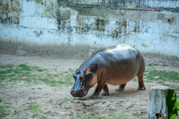 Hippopotamus | Hippo | Hippopotamus amphibius