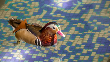 Mandarin Duck in Water