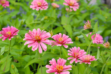 Obraz premium pink zinnia flowers blooming in a garden