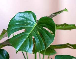 Fototapeta premium Close-up of vibrant green monstera leaf