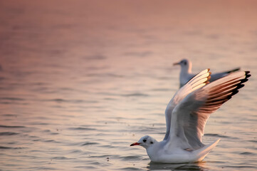 Seagull in Water