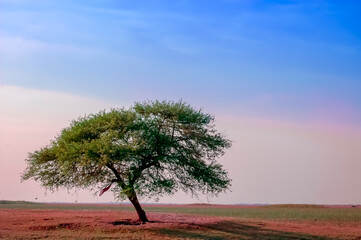 Fototapeta premium Lonely Tree on the Field