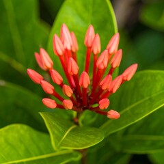 Fototapeta premium Close-up of vibrant coral flower buds