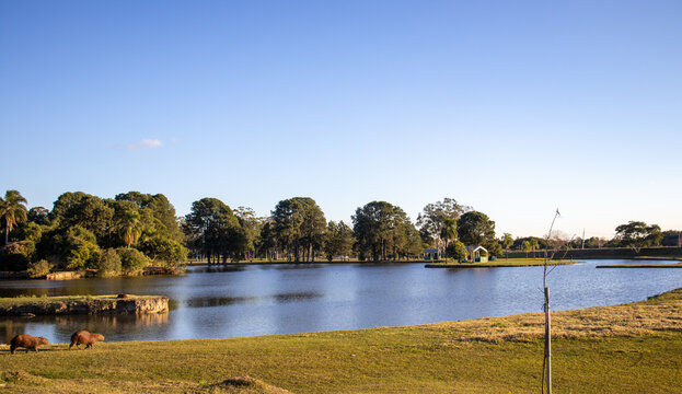 S&atilde;o Jos&eacute; dos Pinhais Park with cherry trees, capybaras, green lake and natural beauty on a beautiful sunny day in S&atilde;o Jos&eacute; dos Pinhais, Paran&aacute;, Brazil