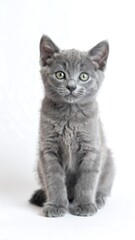 Obraz premium Gray kitten seated against white background
