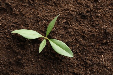 Young plant growing in soil as background, top view