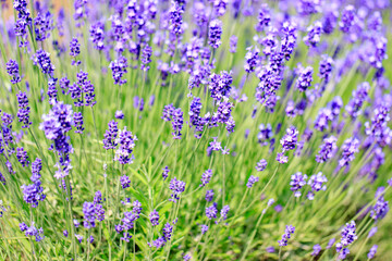 Naklejka premium Beautiful Purple Lavender Flowers in a Summer Garden