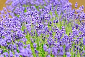 Fototapeta premium Beautiful Purple Lavender Flowers in a Summer Garden