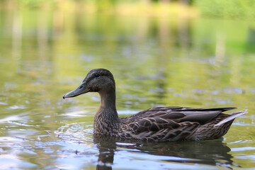 Duck swimming in a tranquil pond