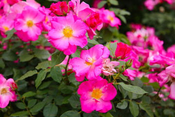 Beautiful roses blooming in a Japanese public garden.