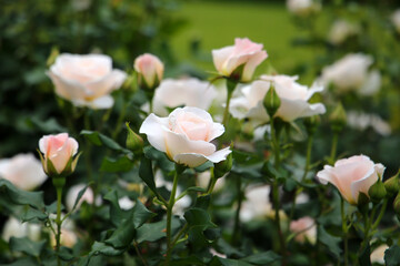 Beautiful roses blooming in a Japanese public garden.