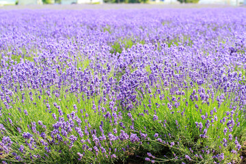Obraz premium Close-up of Blooming Lavender Field in Summer, Furano, Hokkaido, Japan