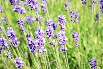 Naklejka premium Beautiful Purple Lavender Flowers in a Summer Garden