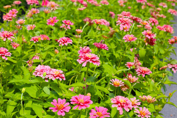 Bright pink zinnia flowers blooming in a garden