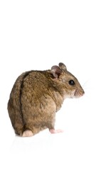 Cute hamster profile shot