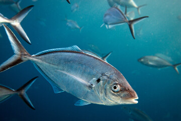 Naklejka premium Close-up of silver trevally swimming below the ocean's surface. Photographed in South Australia in the rays of the afternoon light.