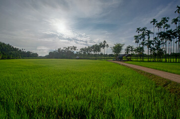 A lush green rice field with a dirt road in morning light