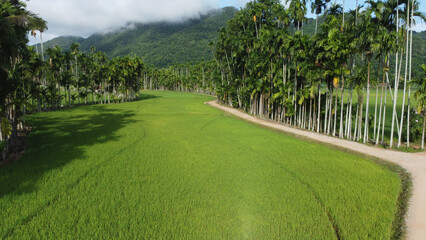 Aerial view of lush green rice field with dirt roads and rows of areca palm trees in Northeast of Thailand