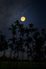 Beautiful full moon and bright stars over high palm trees