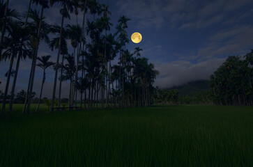 Full moon and tall palm trees in lush green rice fields in the evening