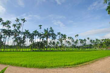 Dirt roads, lush green rice fields and areca palm trees, with a blue sky as a backdrop