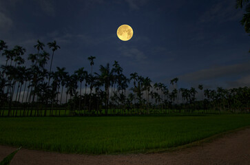 Full moon over dirt roads, lush green rice fields and areca palm trees, with a blue sky as a backdrop