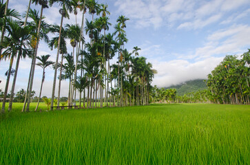Tall palm trees in lush green rice fields in Thailand