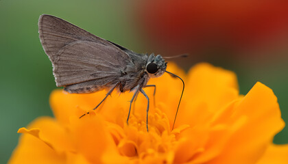Obraz premium A brown butterfly is sitting on a flower