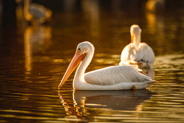 An American White Pelican floats serenely on a still body of water, bathed in the golden light of sunrise