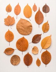 Obraz premium Assortment of various autumn leaves arranged on a neutral, light-colored background, showcasing their natural textures.