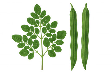 Naklejka premium Moringa oleifera botanical drawing highlighting verdant leaves and elongated seed pods, rendered with precision against transparent backdrop