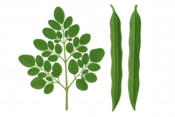 Moringa oleifera botanical drawing highlighting verdant leaves and elongated seed pods, rendered with precision against transparent backdrop