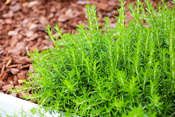 Fresh rosemary growing in a garden bed.