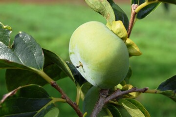 実り始めた青い柿 庄内柿