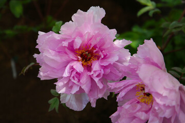 Beautiful pink peony flowers in full bloom in a Japanese garden.