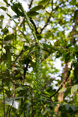 Long pendant seed structures of Phyllodium pulchellum hanging from leafy branches