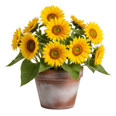 Obraz premium Sunflowers in a rustic pot on transparent background