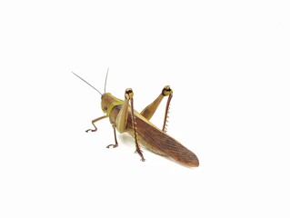 Javanese Grasshopper (Valanga nigricornis) isolated on white background 