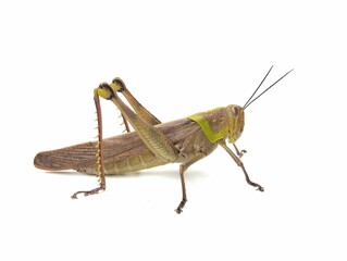 Javanese Grasshopper (Valanga nigricornis) isolated on white background, Side view 