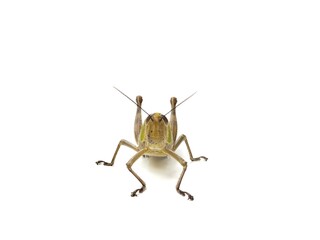 Javanese Grasshopper (Valanga nigricornis) isolated on white background, Front view 