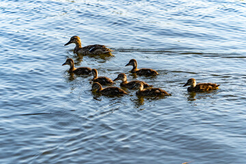 Group or family teal swimming together on Norfolk Broads
