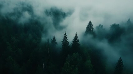 Misty forest landscape with tall evergreen trees - Powered by Adobe